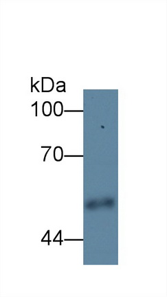 Polyclonal Antibody to Carboxypeptidase E (CPE)