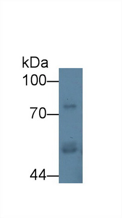 Polyclonal Antibody to Carboxypeptidase E (CPE)