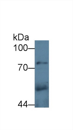 Polyclonal Antibody to Carboxypeptidase E (CPE)