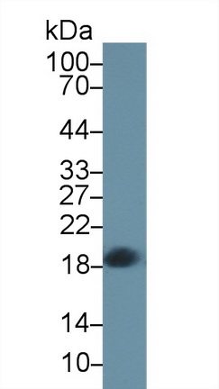 Polyclonal Antibody to Complexin 2 (CPLX2)