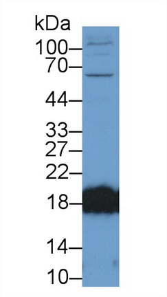 Polyclonal Antibody to Complexin 2 (CPLX2)