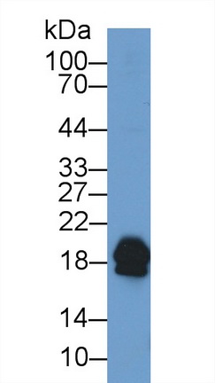 Polyclonal Antibody to Complexin 2 (CPLX2)