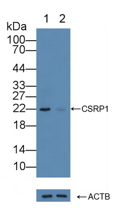 Polyclonal Antibody to Cysteine And Glycine Rich Protein 1 (CSRP1)