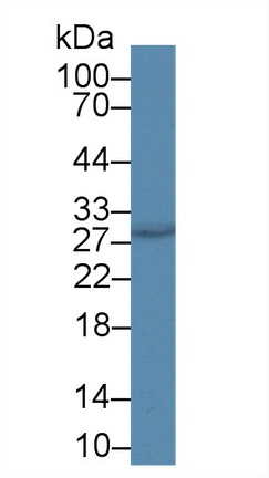 Polyclonal Antibody to Cysteine Rich Secretory Protein 3 (CRISP3)