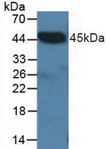 Polyclonal Antibody to C-Terminal Binding Protein 2 (CTBP2)