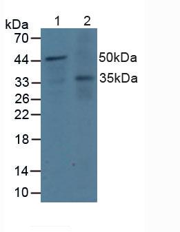 Polyclonal Antibody to Docking Protein 3 (DOK3)