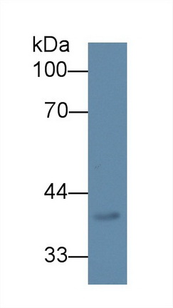 Polyclonal Antibody to Dipeptidase 2 (DPEP2)