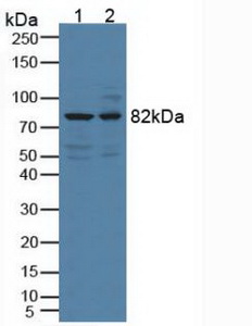 Polyclonal Antibody to Doublecortin Like Kinase 1 (DCLK1)