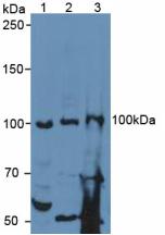 Polyclonal Antibody to Spondin 1 (SPON1)