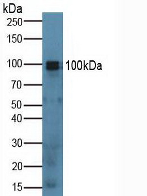 Polyclonal Antibody to Spondin 1 (SPON1)