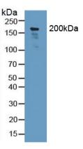 Polyclonal Antibody to Nidogen 2 (NID2)