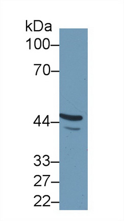 Polyclonal Antibody to Fibulin 7 (FBLN7)