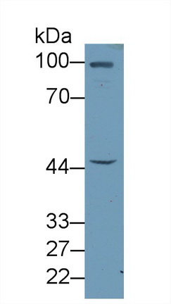 Polyclonal Antibody to Fibulin 7 (FBLN7)