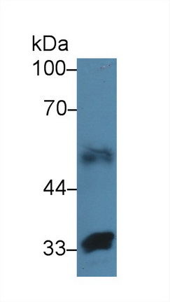 Polyclonal Antibody to Fibulin 4 (FBLN4)