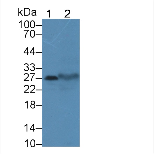 Polyclonal Antibody to Tetraspanin 1 (TSPAN1)