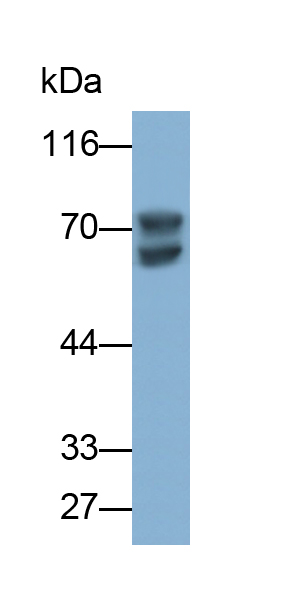 Polyclonal Antibody to Lamin A/C (LMNA)