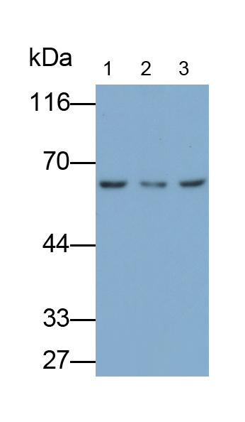 Polyclonal Antibody to Lysyl Oxidase Like Protein 1 (LOXL1)