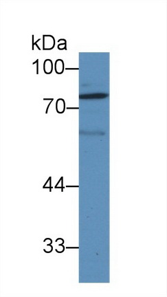 Polyclonal Antibody to Lysyl Oxidase Like Protein 1 (LOXL1)