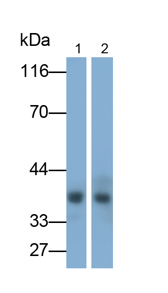 Polyclonal Antibody to Uncoupling Protein 3, Mitochondrial (UCP3)