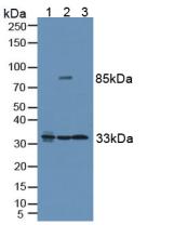 Polyclonal Antibody to Vesicle Associated Membrane Protein Associated Protein B (VAPB)