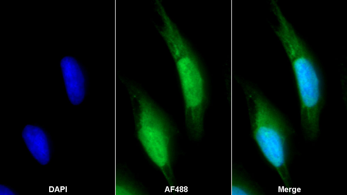 Polyclonal Antibody to Microfibrillar Associated Protein 3 (MFAP3)