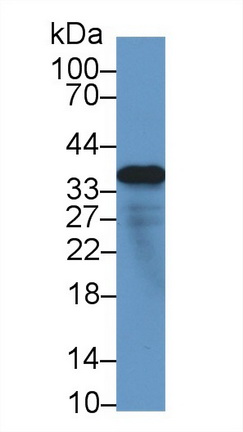 Polyclonal Antibody to Microfibrillar Associated Protein 4 (MFAP4)