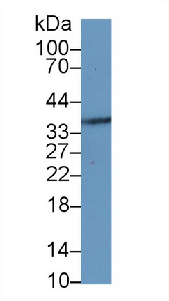 Polyclonal Antibody to Microfibrillar Associated Protein 4 (MFAP4)