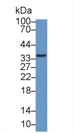 Polyclonal Antibody to Microfibrillar Associated Protein 4 (MFAP4)