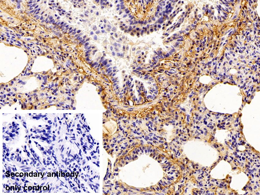 Polyclonal Antibody to Microfibrillar Associated Protein 4 (MFAP4)