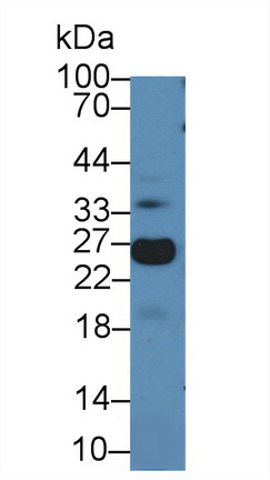 Polyclonal Antibody to Microfibrillar Associated Protein 5 (MFAP5)