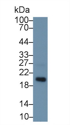 Polyclonal Antibody to Microfibrillar Associated Protein 5 (MFAP5)