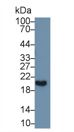 Polyclonal Antibody to Microfibrillar Associated Protein 5 (MFAP5)