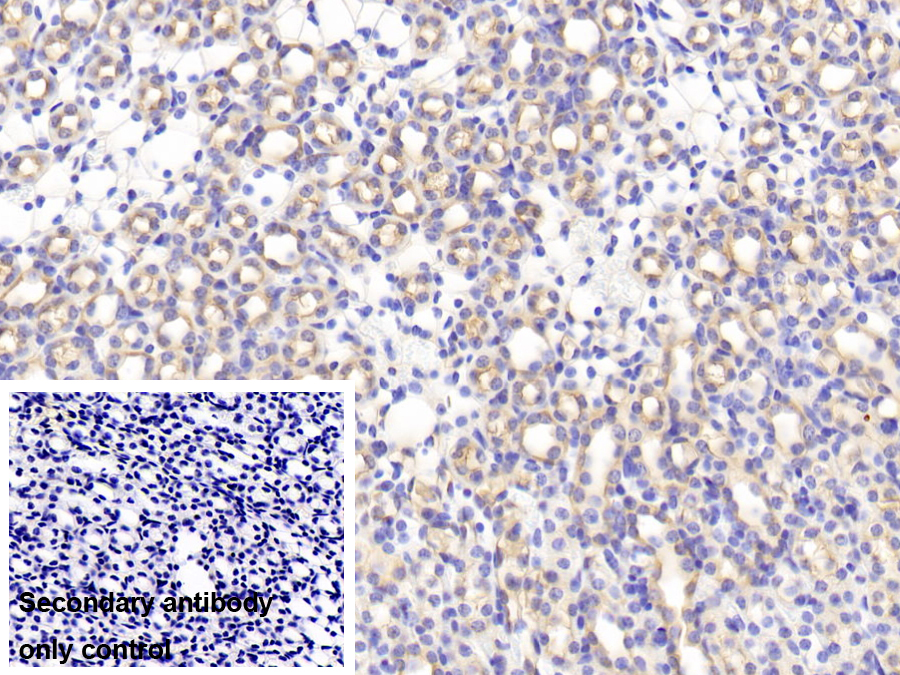 Polyclonal Antibody to Microfibrillar Associated Protein 5 (MFAP5)