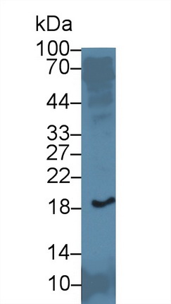 Polyclonal Antibody to Microfibrillar Associated Protein 5 (MFAP5)