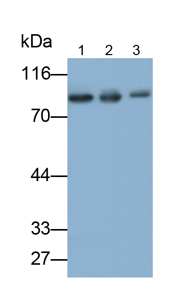 Polyclonal Antibody to Mitofusin 2 (MFN2)