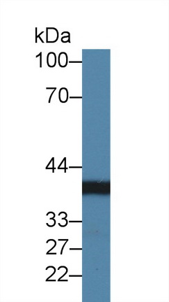 Polyclonal Antibody to Chordin Like Protein 1 (CHRDL1)