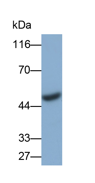 Polyclonal Antibody to Nuclear Factor I/X (NFIX)