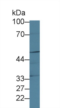 Polyclonal Antibody to Nuclear Transcription Factor Y Gamma (NFYC)