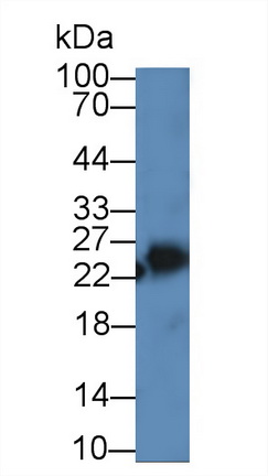 Polyclonal Antibody to Peroxiredoxin 3 (PRDX3)