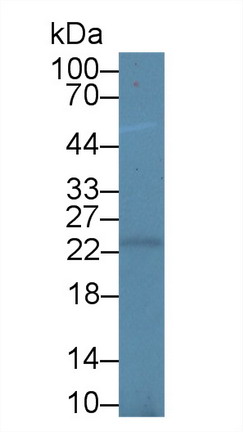 Polyclonal Antibody to Peroxiredoxin 3 (PRDX3)