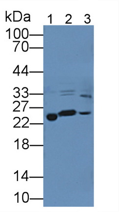 Polyclonal Antibody to Peroxiredoxin 3 (PRDX3)