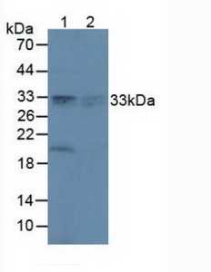 Polyclonal Antibody to Peroxiredoxin 4 (PRDX4)