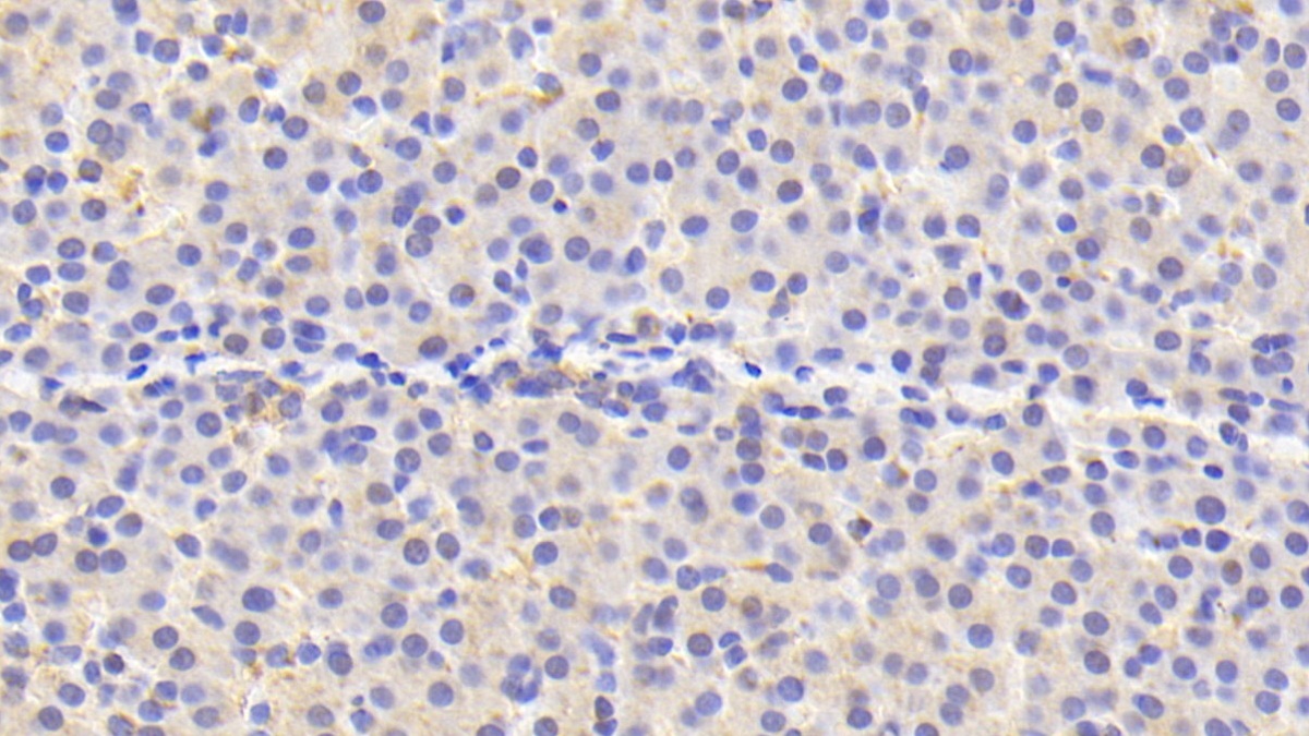 Polyclonal Antibody to Peroxiredoxin 4 (PRDX4)