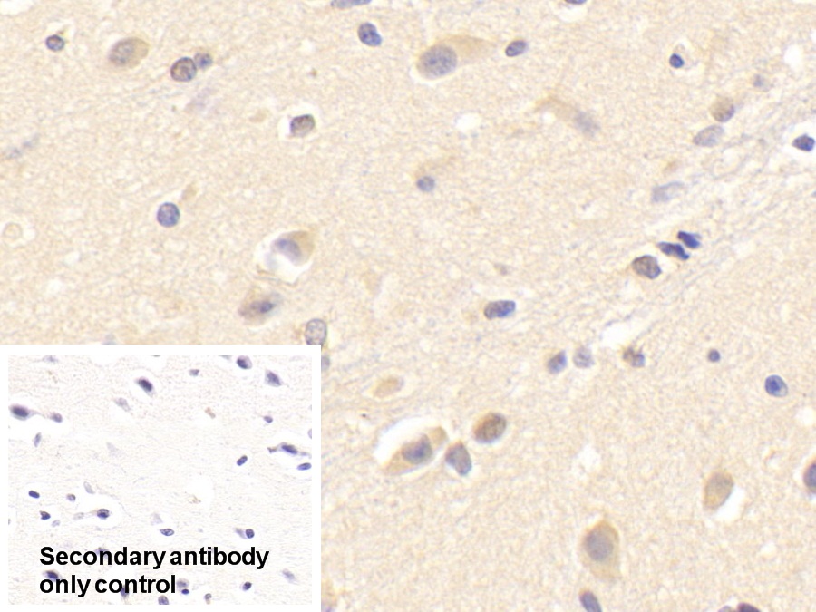 Polyclonal Antibody to Peroxiredoxin 4 (PRDX4)