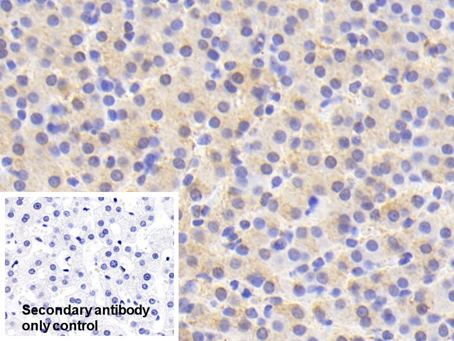 Polyclonal Antibody to Peroxiredoxin 4 (PRDX4)