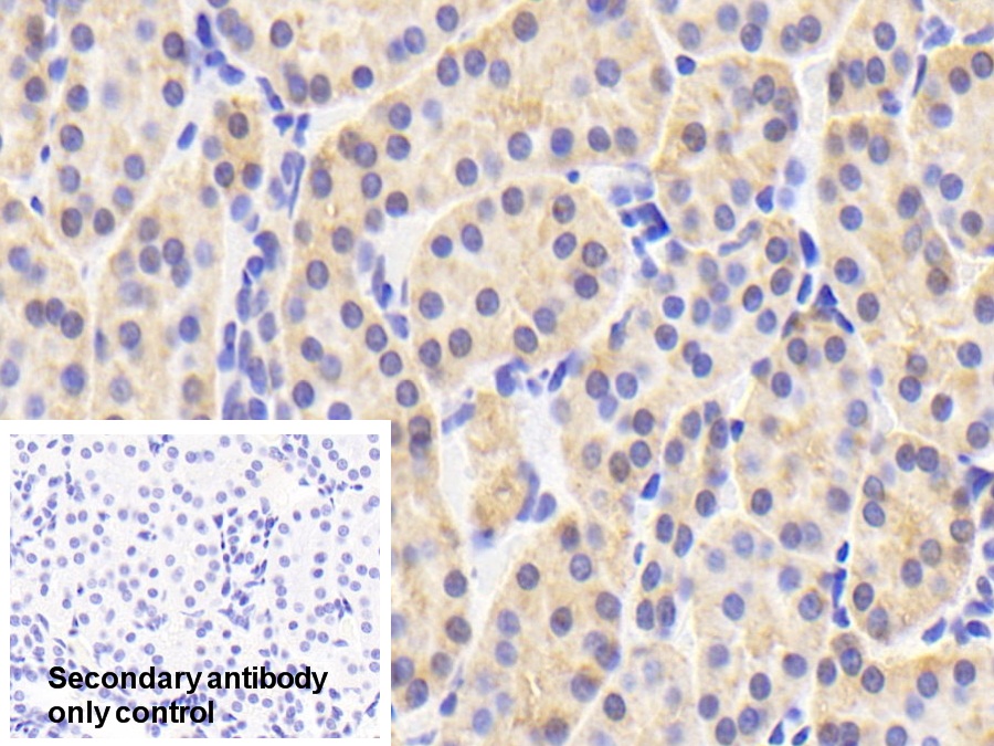 Polyclonal Antibody to Peroxiredoxin 4 (PRDX4)