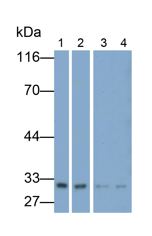 Polyclonal Antibody to Peroxiredoxin 4 (PRDX4)