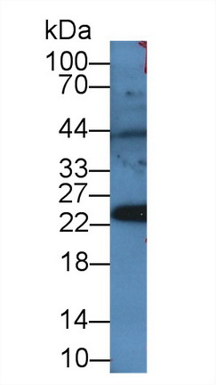 Polyclonal Antibody to Peroxiredoxin 4 (PRDX4)