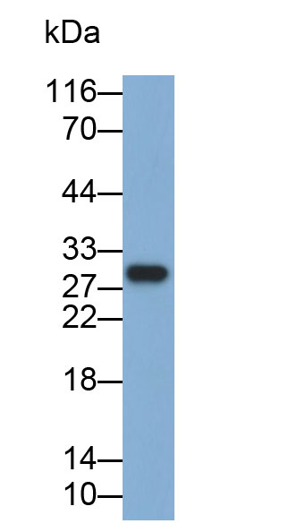 Polyclonal Antibody to Peroxiredoxin 4 (PRDX4)