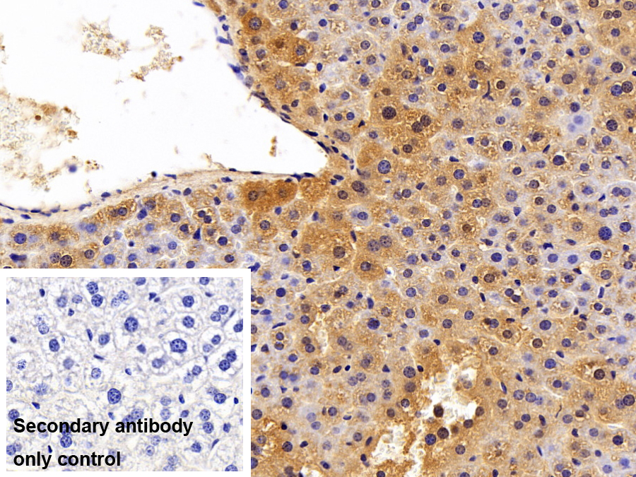 Polyclonal Antibody to Peroxiredoxin 4 (PRDX4)